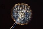 Pusteblume3.jpg