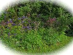IMG_0257.jpg