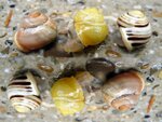 Schneck-3-Bunte-Baender-090512.jpg