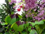 RosaGluecksKlee-090512.jpg