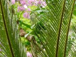 PalmFarn-090512.jpg