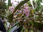 Olive-090512.jpg