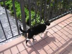 509 031-1.jpg