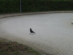 509 028-1.jpg