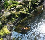 teich1kopie.jpg