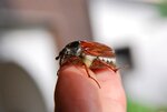 DSC_1010.JPG