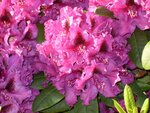 Rhododenderon4.jpg
