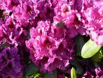 Rhododenderon2.jpg