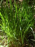 Gras1.jpg