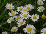 Bellis9.jpg