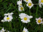 Bellis11.jpg