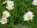 Bellis2.jpg