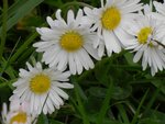 Bellis3.jpg