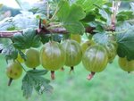 Garten 098.jpg Garten 098.jpg