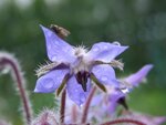 Garten 131.jpg Garten 131.jpg