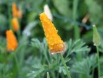 Garten 134.jpg Garten 134.jpg