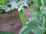 Garten 130.jpg Garten 130.jpg