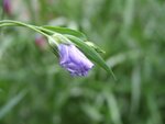 Garten 136.jpg Garten 136.jpg