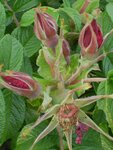Wildrose16.jpg
