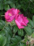 Wildrose18.jpg