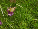 IMG_0321.jpg