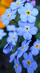 blau2.jpg