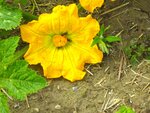 IMG_3250.jpg