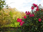 IMG_1367.jpg