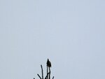 IMG_1346.jpg
