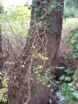 Wildaster Baum 2.jpg