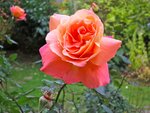 IMG_1525.jpg