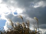 IMG_1541.jpg