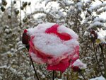 IMG_1557.jpg