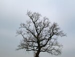 IMG_1636.jpg
