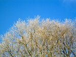 IMG_1747.jpg