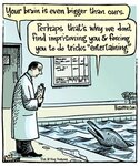 dolphin-brain.jpeg dolphin-brain.jpeg