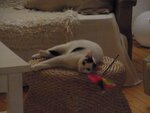 Minou3.JPG