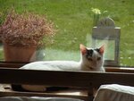 Minou4.JPG