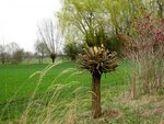 IMG_2632.jpg