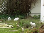 Kaninchen2.jpg
