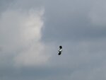 IMG_2855.jpg