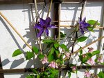 IMG_2888.jpg