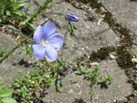 IMG_2936.jpg