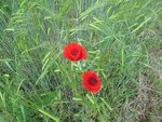 IMG_3165.jpg