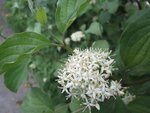 IMG_3173.jpg