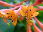 Garten6.JPG