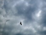 IMG_3254.jpg