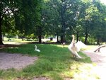 ImageUploadedBySymptome.ch1402670628.448576.jpg ImageUploadedBySymptome.ch1402670628.448576.jpg