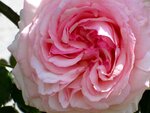 IMG_3532.jpg