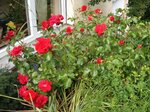 IMG_0231.jpg